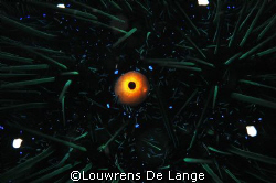 Apple of my eye by Louwrens De Lange 